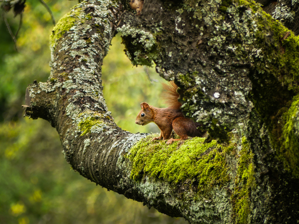  Squirrel