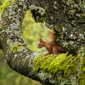  Squirrel