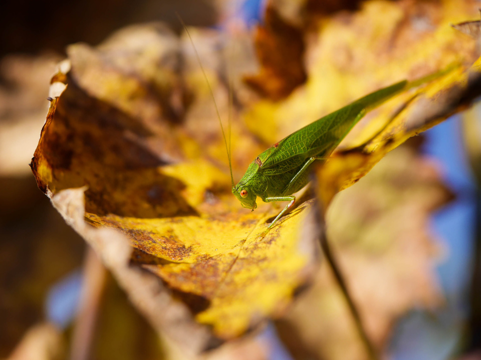  A grasshopper enjoying one ...