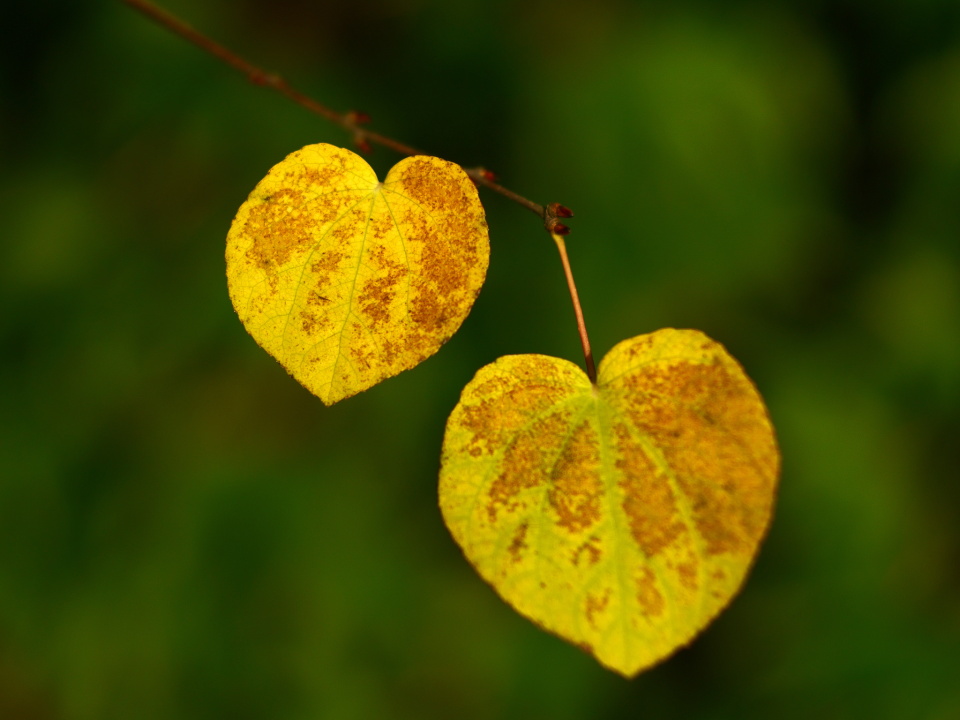  AutumnLeaves