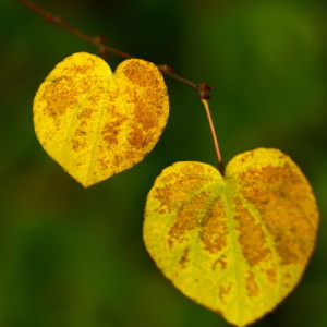  AutumnLeaves