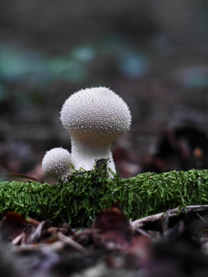 Common Puffball