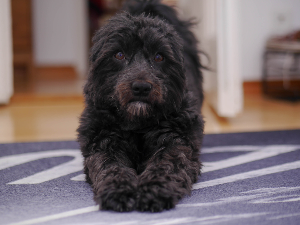  Buddy Dogsitting Dog