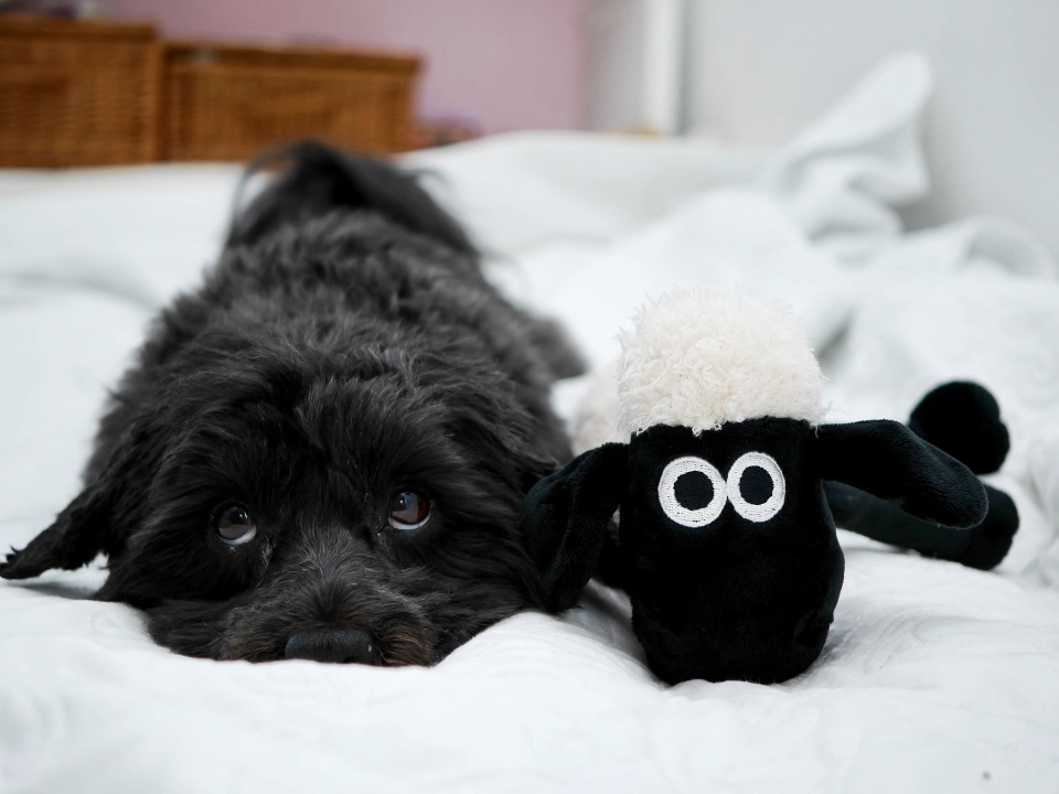  Buddy (sorry, again)and his ...