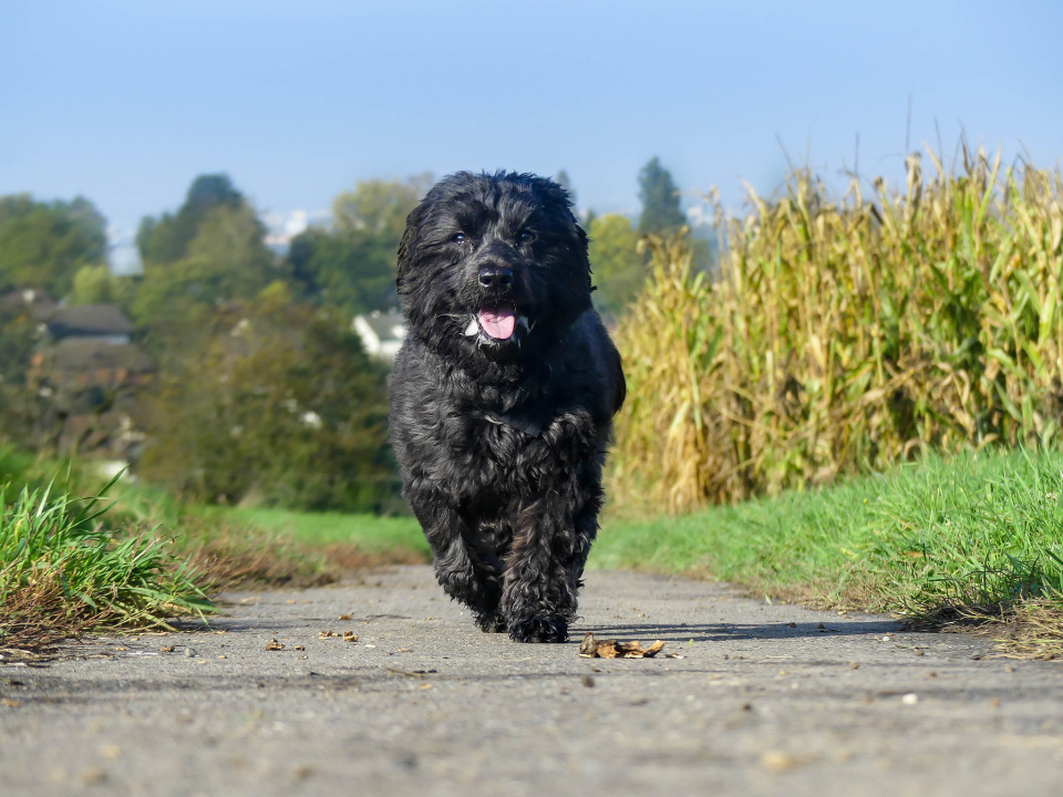 Morning walk