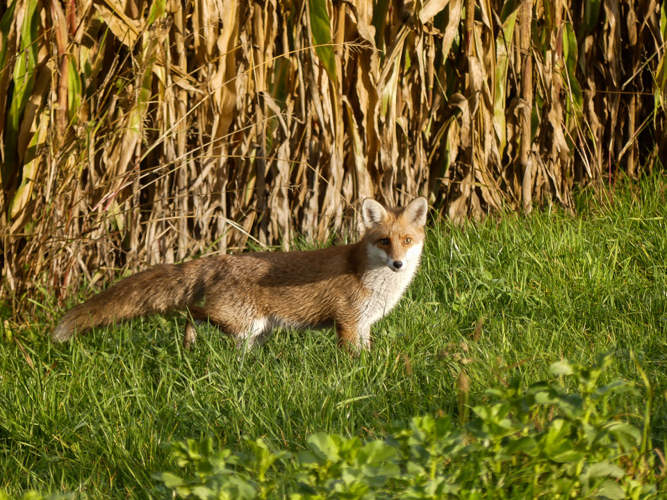  A fox spotted on ...