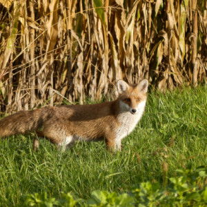  A fox spotted on ...