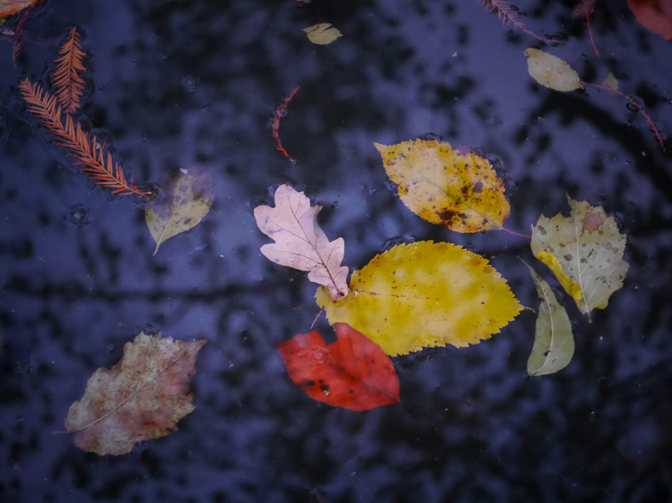  Leaves in a pond.