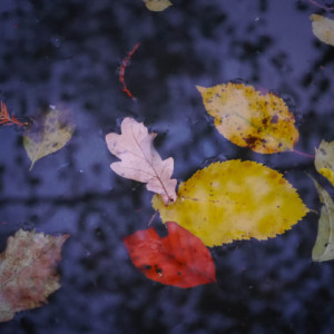  Leaves in a pond.