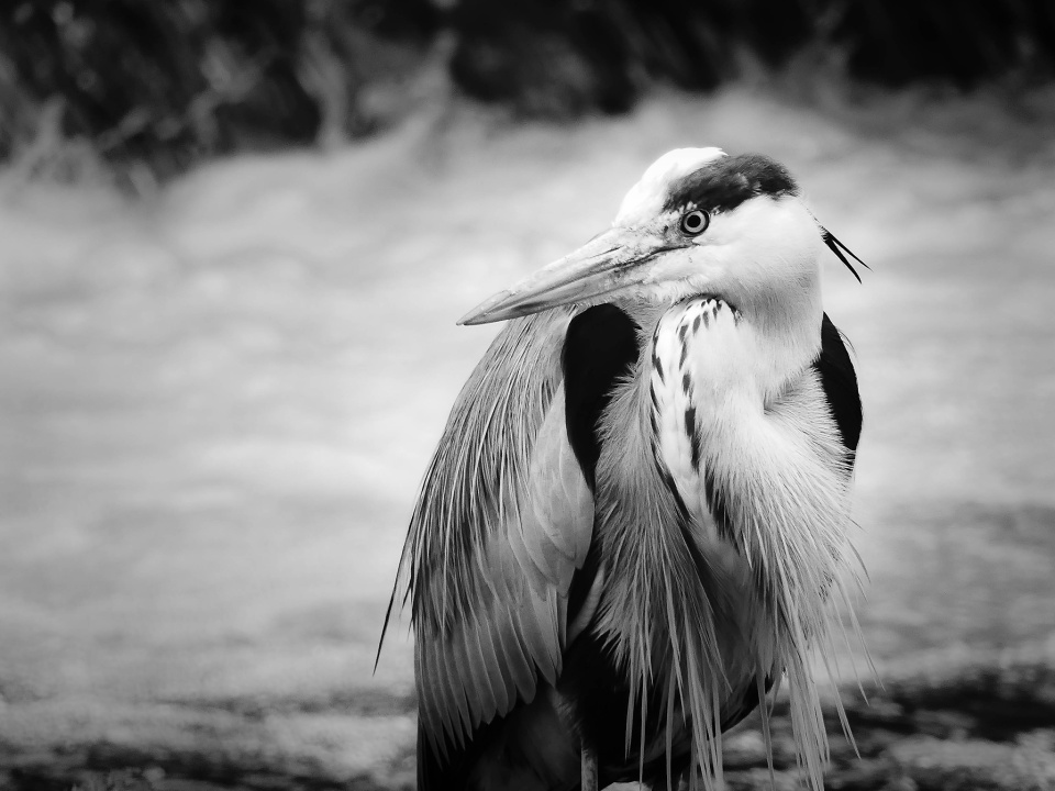  Heron