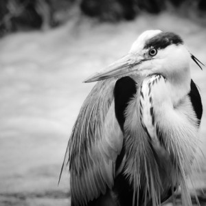  Heron