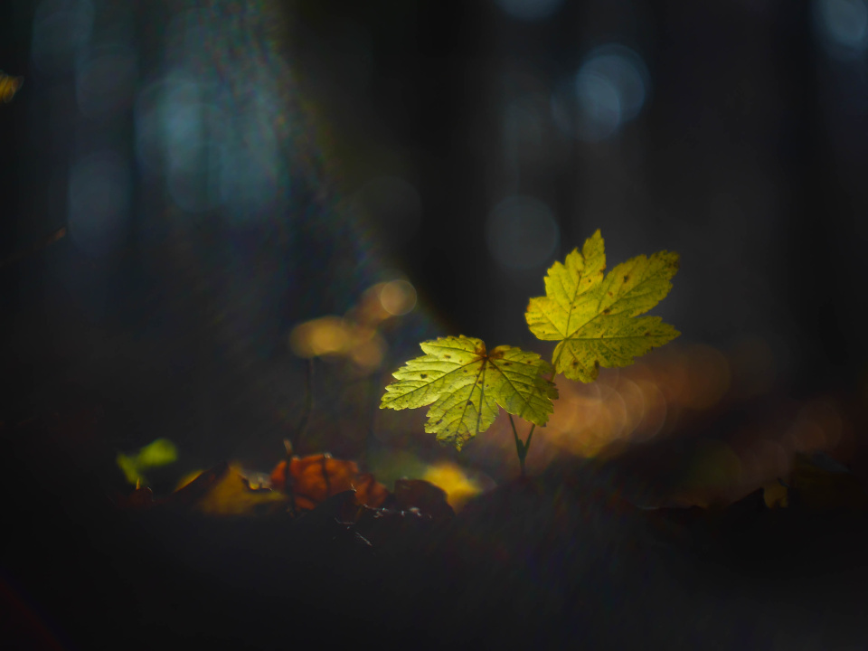 Enchanted forest