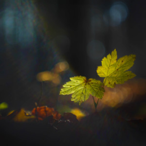 Enchanted forest