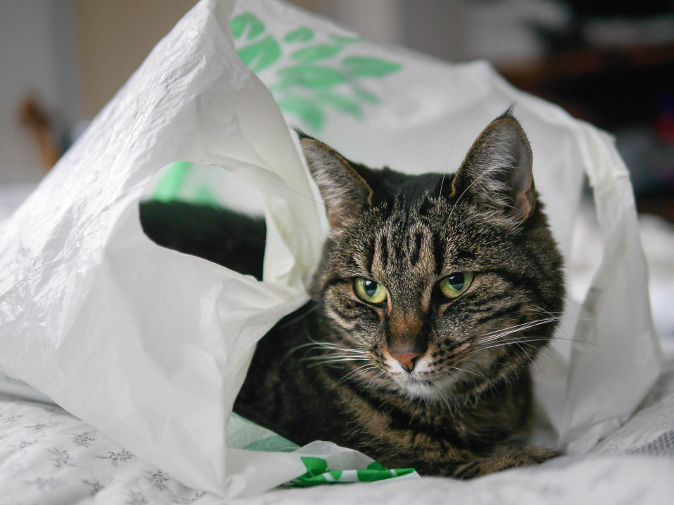  Tasiek Cat