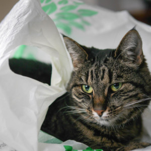  Tasiek Cat