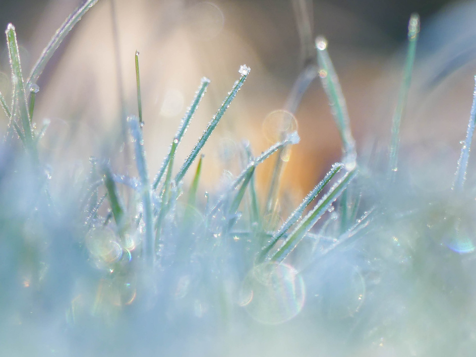  Frost