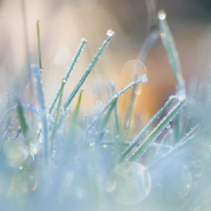  Frost