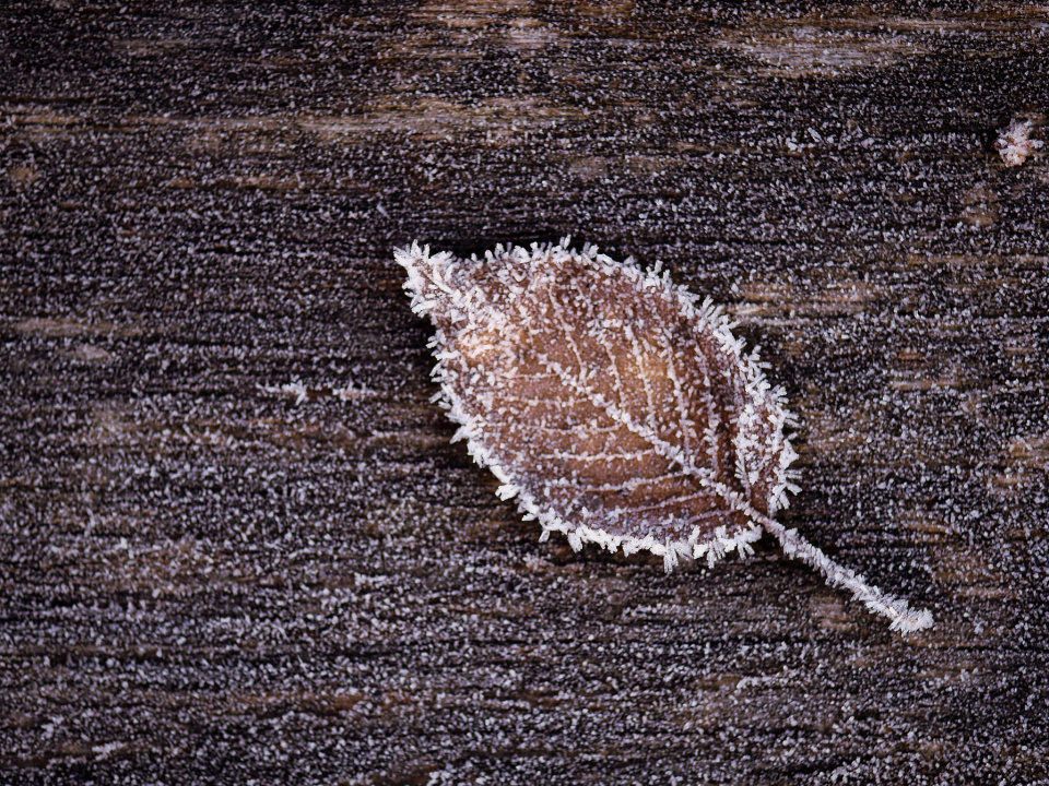 Frosty day