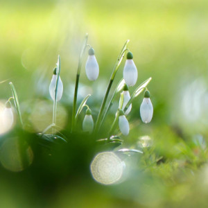  Snowdrops in the sun
