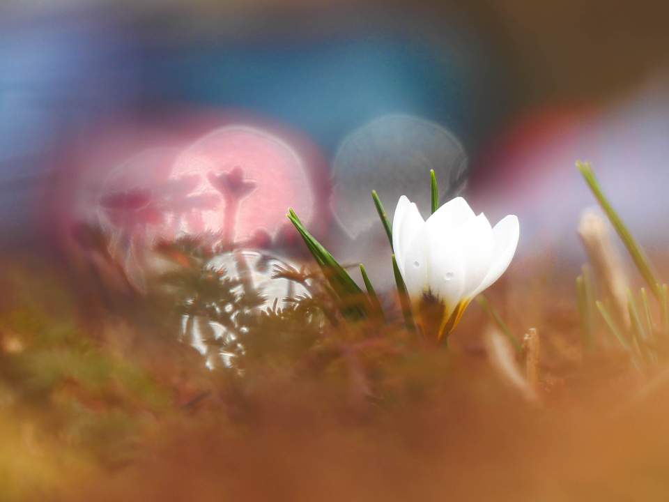 Hello spring