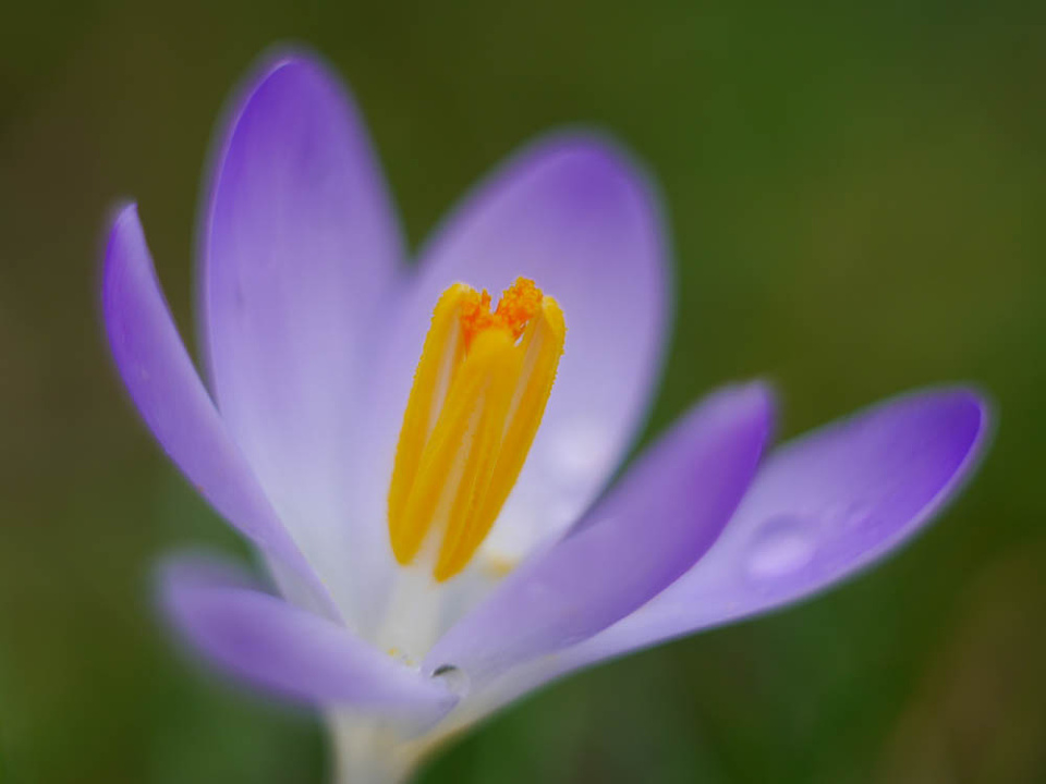  Crocuses Spring