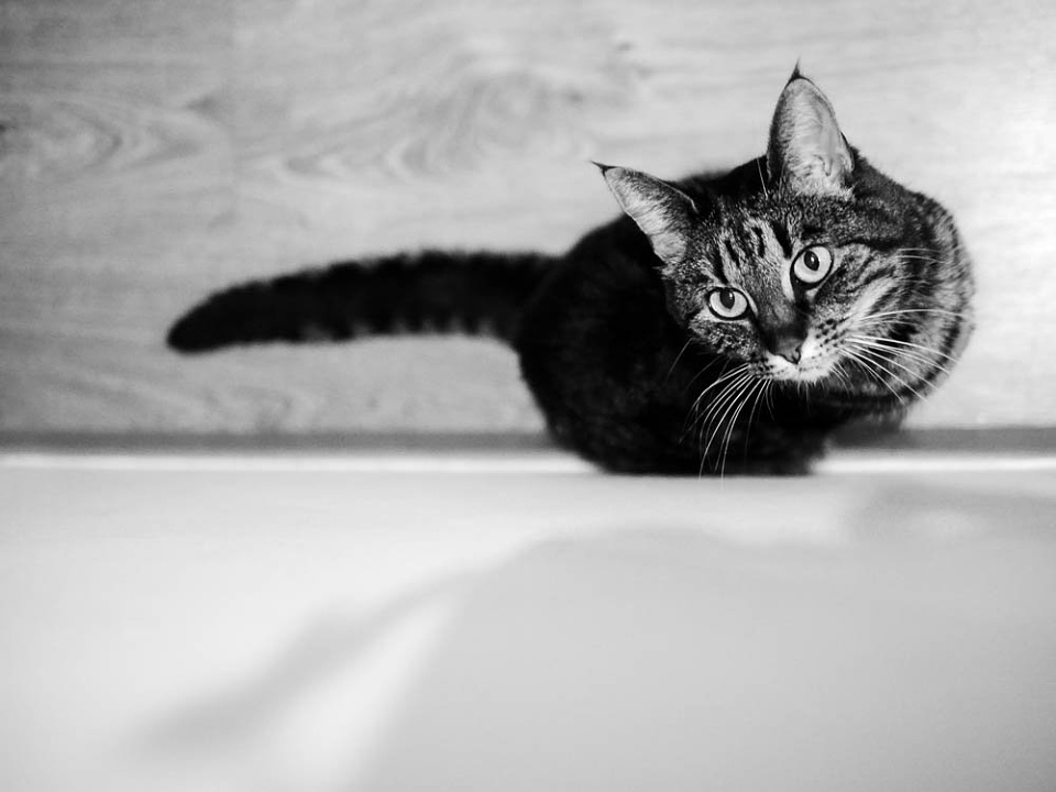  My sister's cat