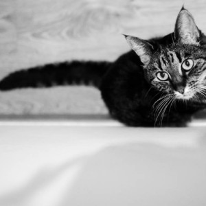  My sister's cat