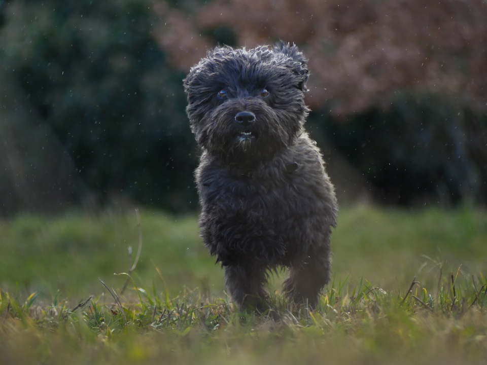  Buddy Dogsitting Dog