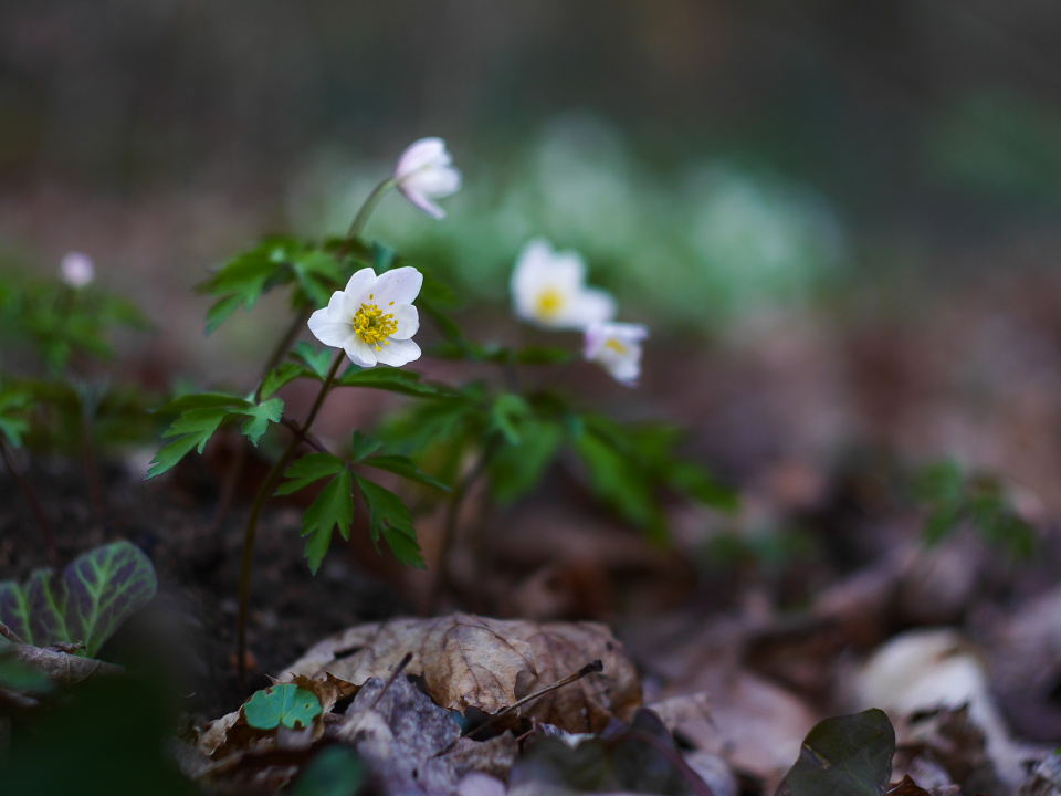 Spring in the woods.
