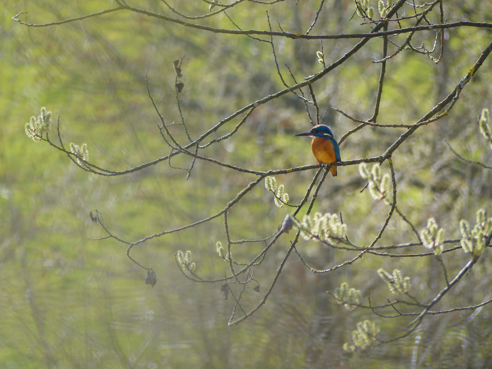 Kingfisher