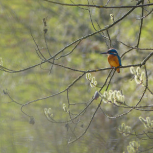 Kingfisher