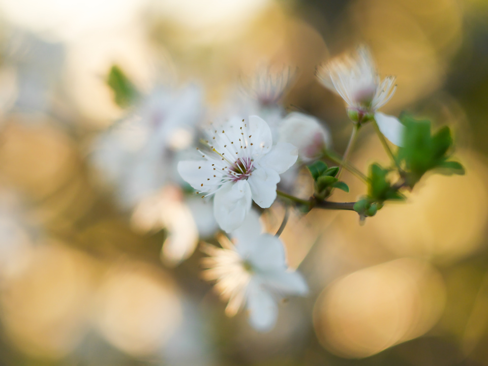  Spring blossom