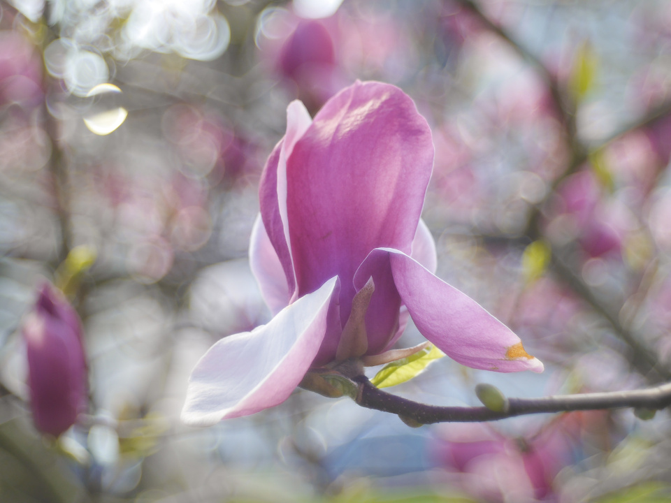 Magnolia time