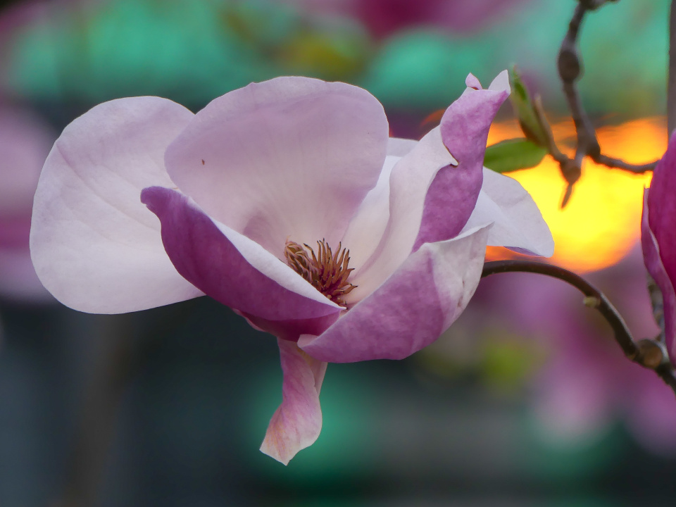 Magnolia again