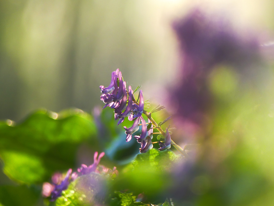 Forest flowers