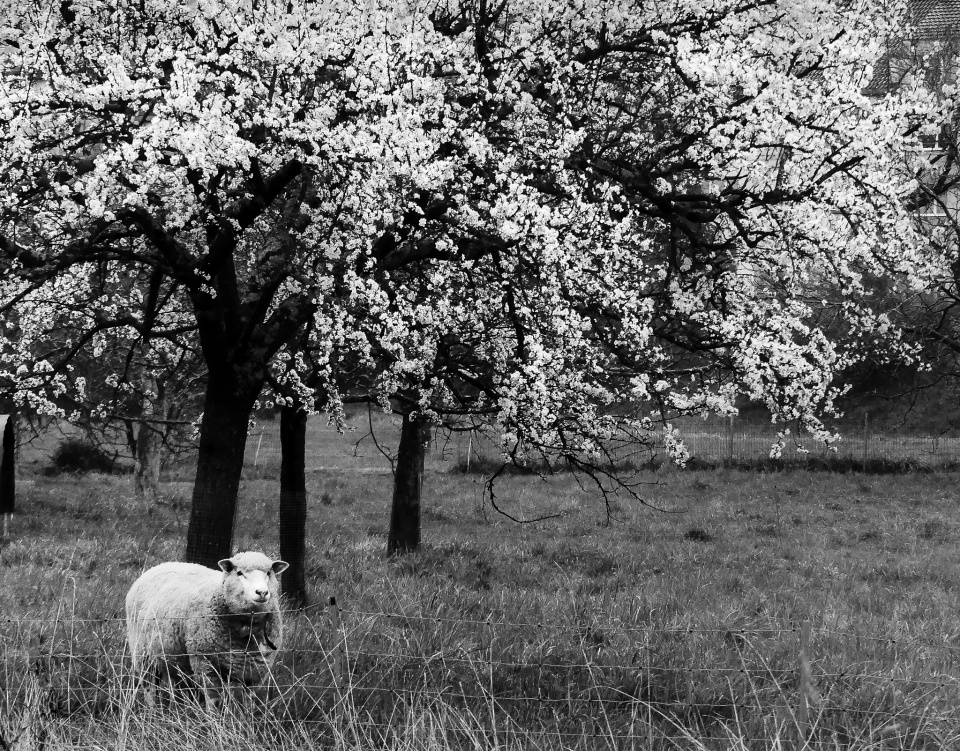 A happy sheep