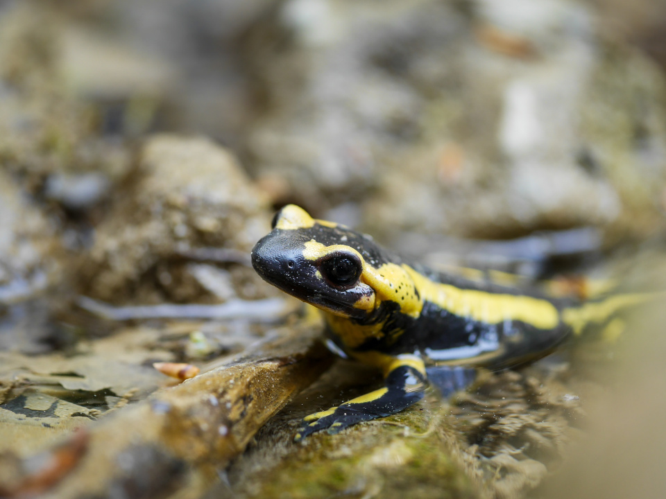 Fire salamander