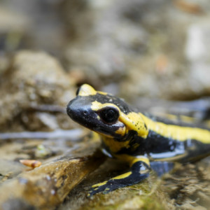 Fire salamander