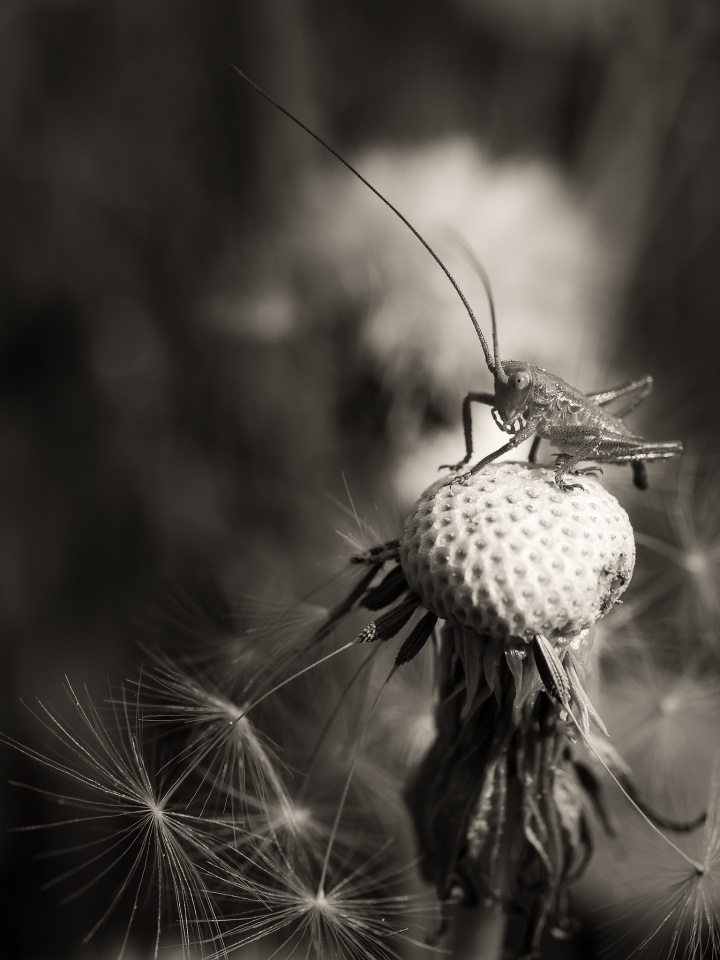  Grasshopper Macro