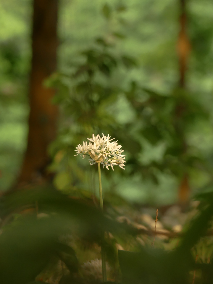Wild garlic