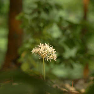 Wild garlic
