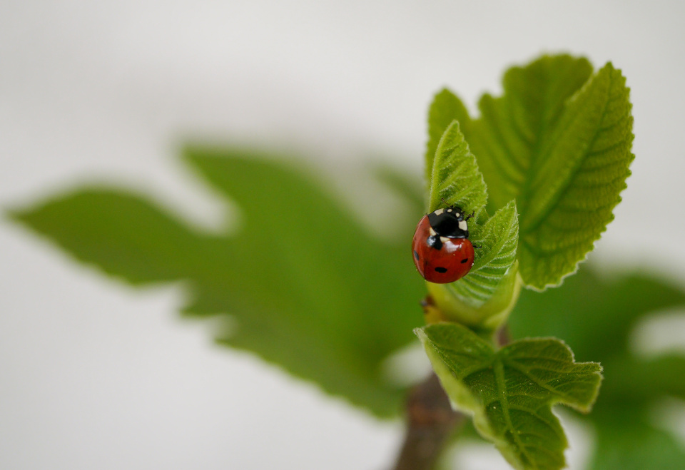  Ladybird Macro