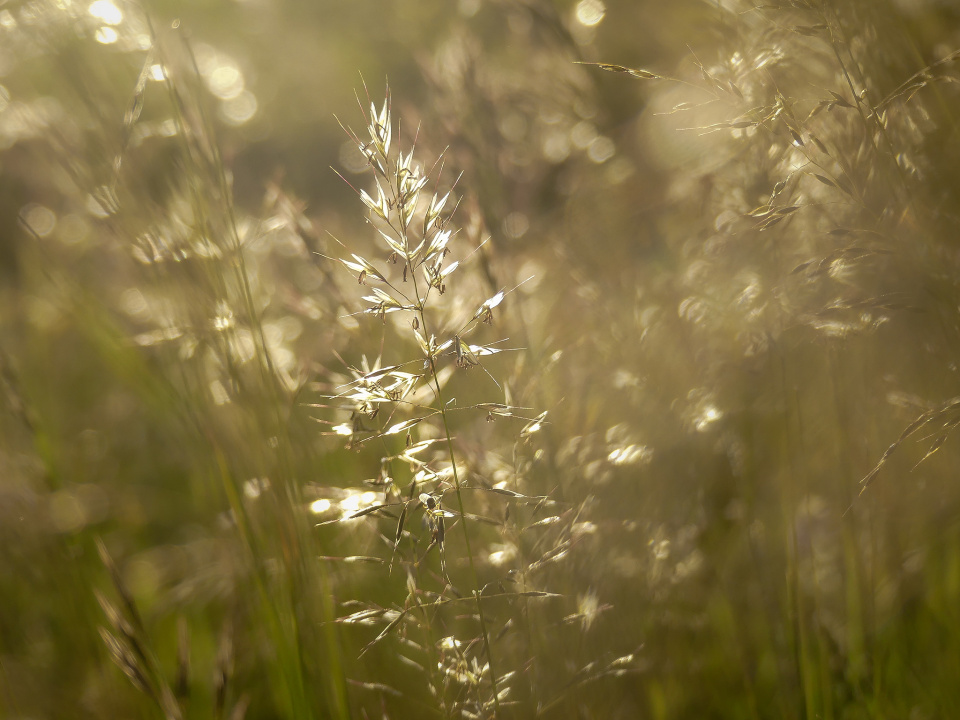 Golden hour