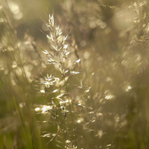 Golden hour