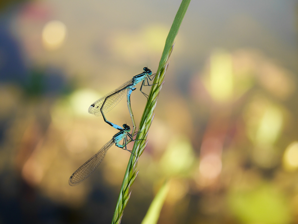 Down by the pond