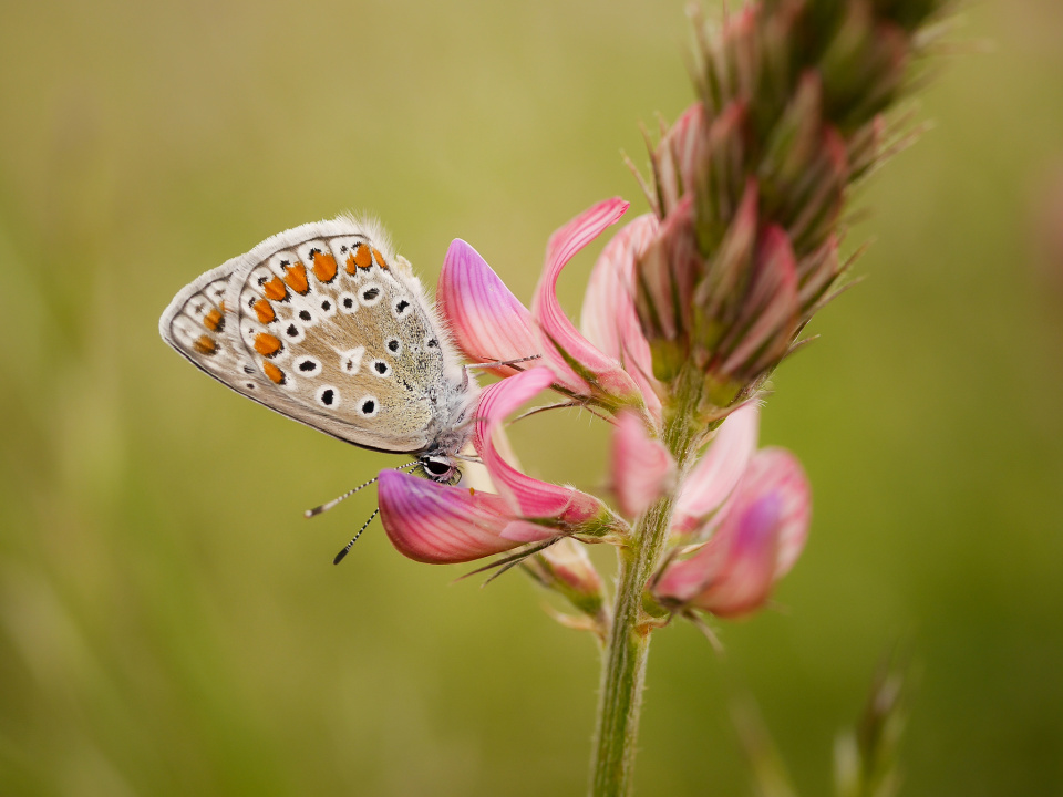 Chasing butterflies