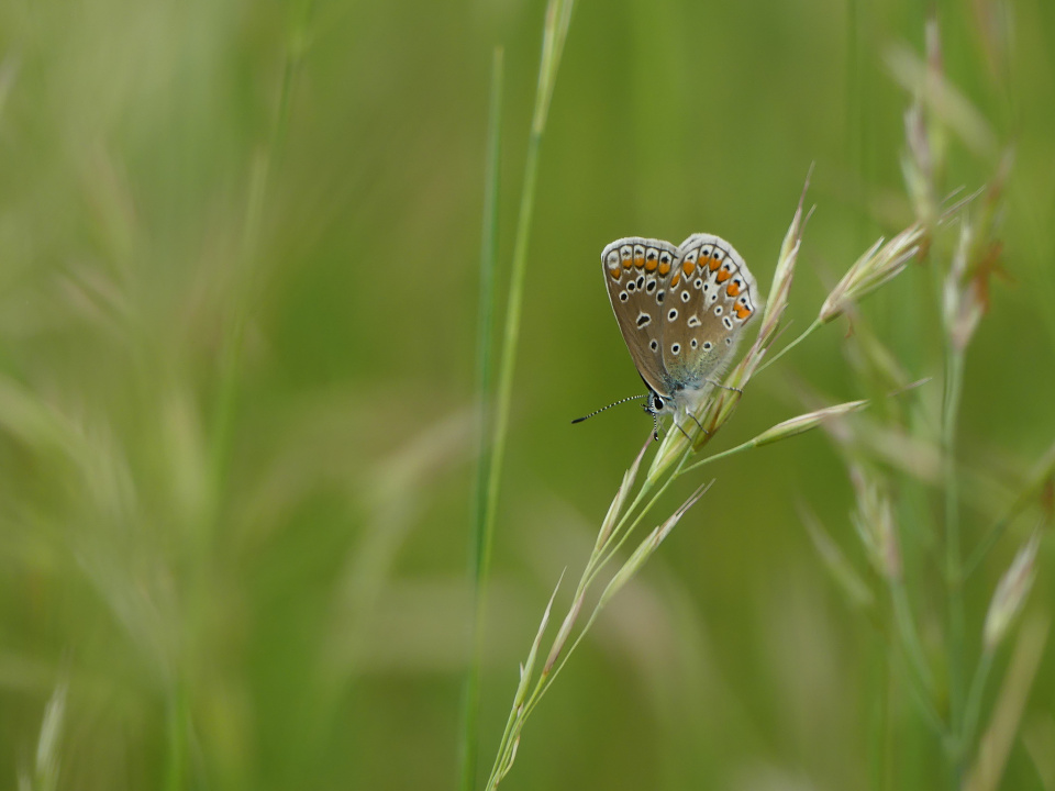 Common blue