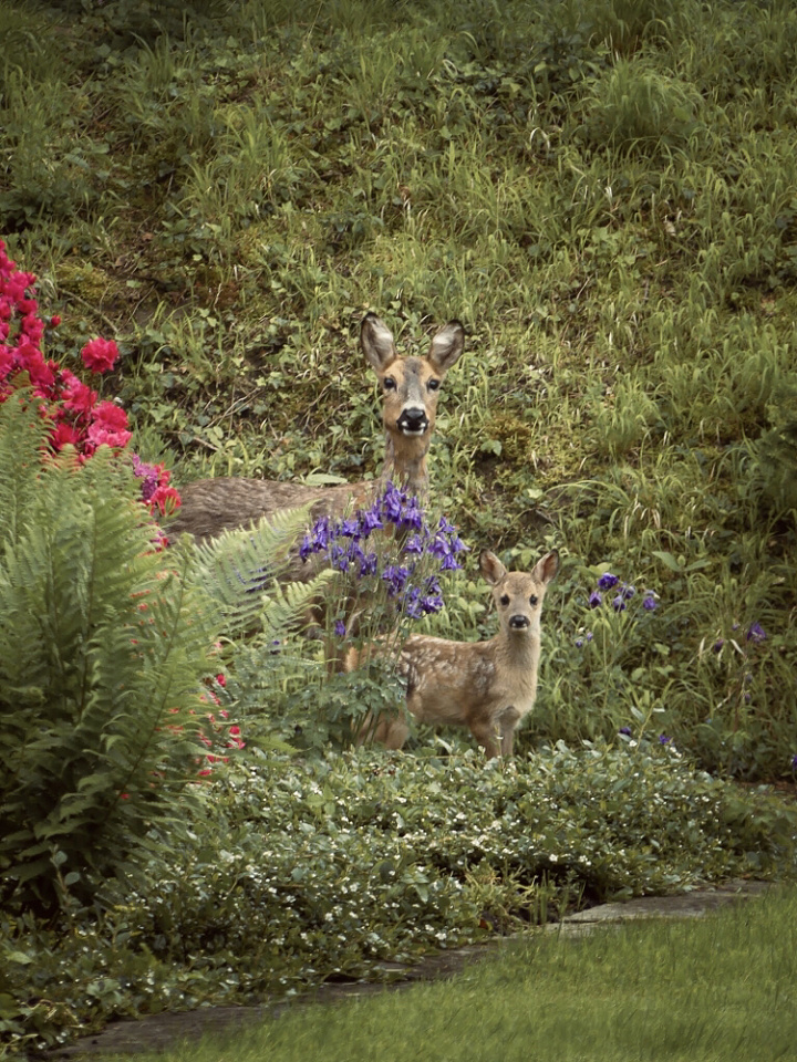 Bambi and his mother