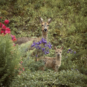 Bambi and his mother