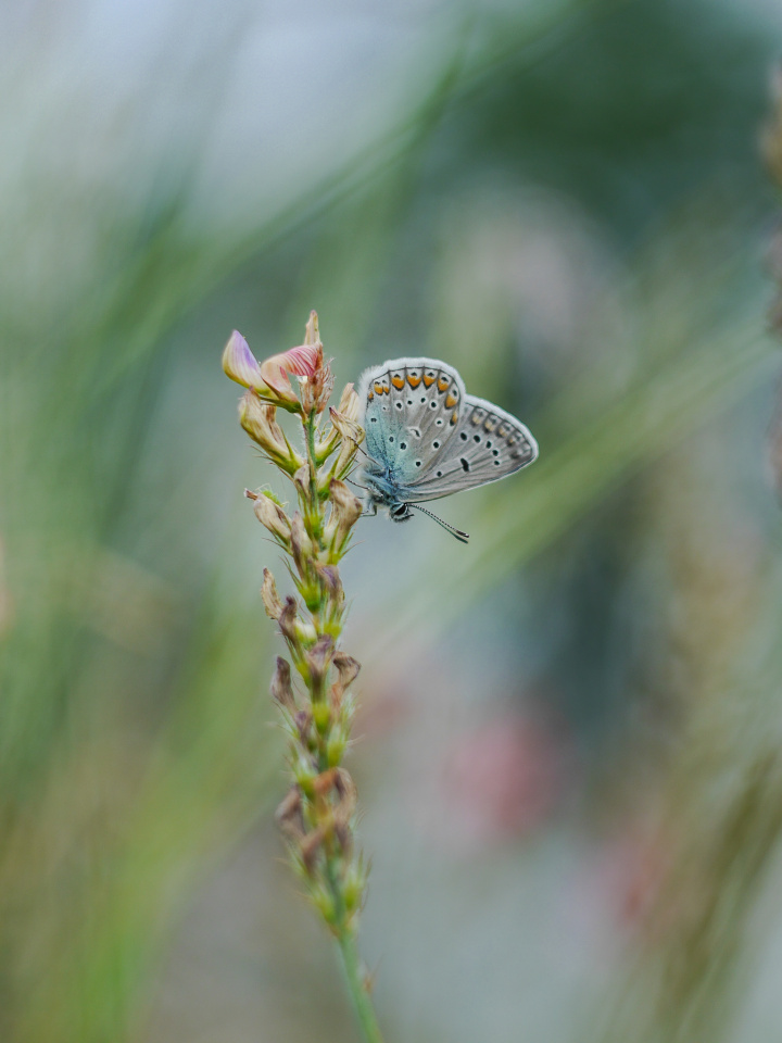 Common blue dream